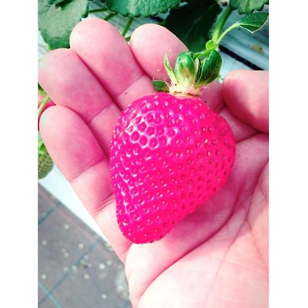 The Paradise Garden Sasebo Exterior foto