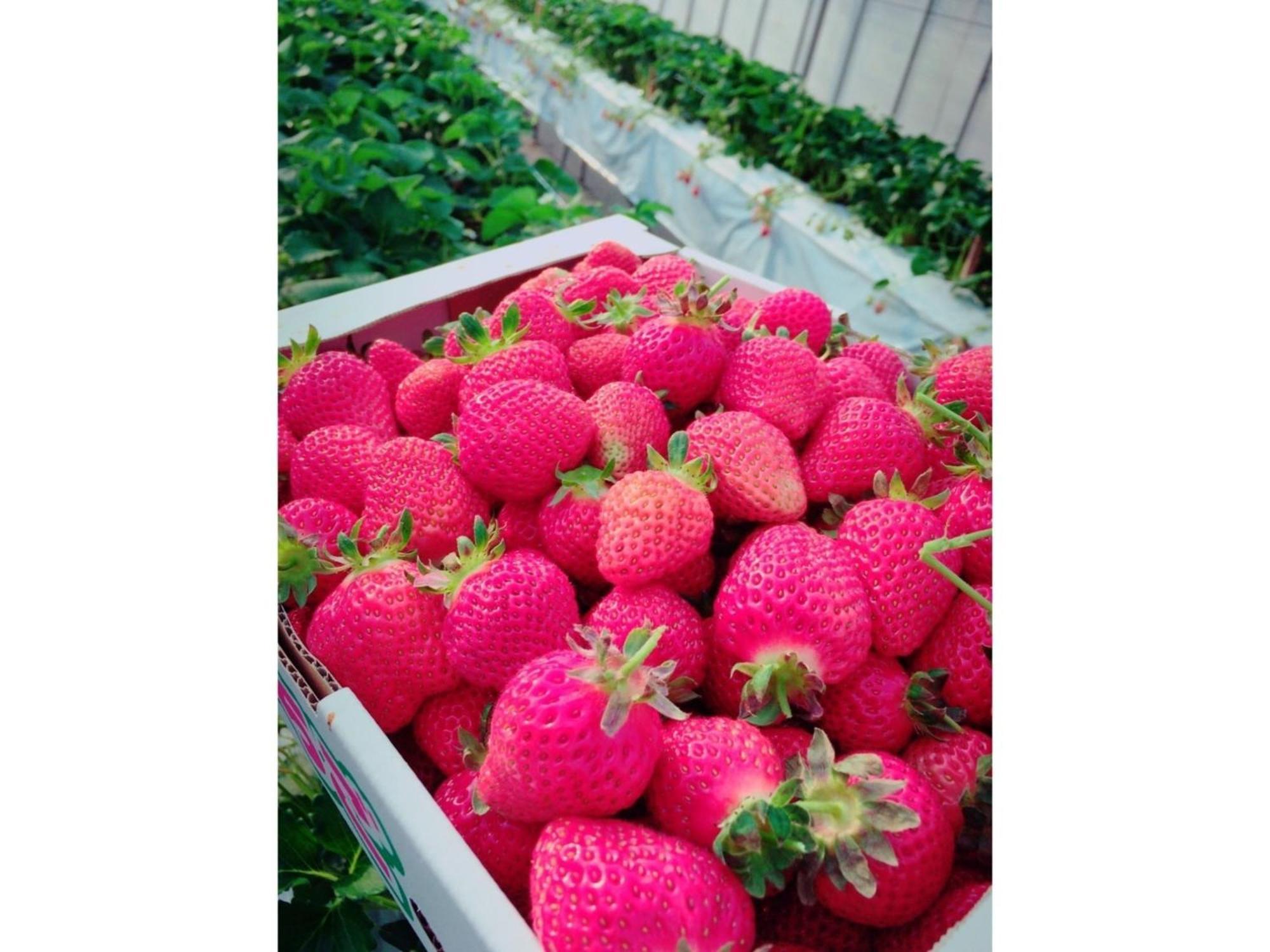 The Paradise Garden Sasebo Exterior foto