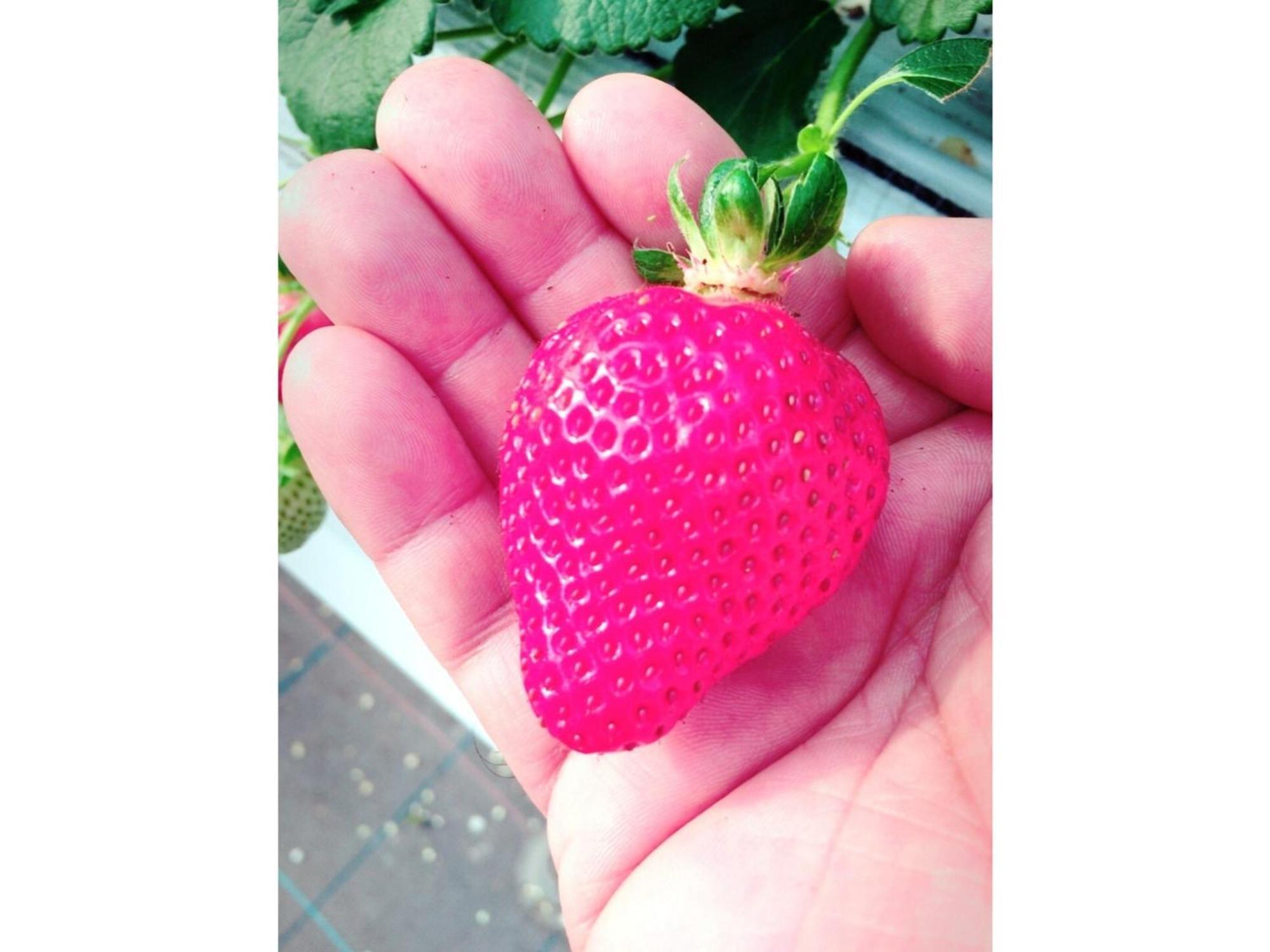The Paradise Garden Sasebo Exterior foto